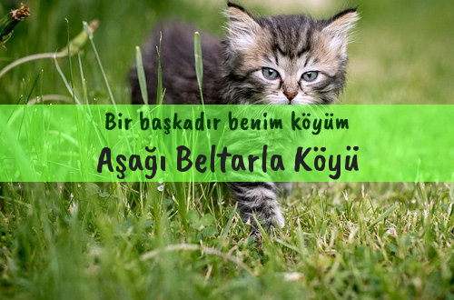 Aşağı Beltarla Köyü